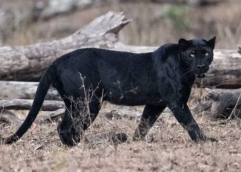 पटना जू में अंतरराष्ट्रीय बाघ दिवस के मौके पर खास कार्यक्रम का आयोजन