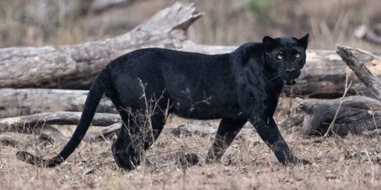 पटना जू में अंतरराष्ट्रीय बाघ दिवस के मौके पर खास कार्यक्रम का आयोजन