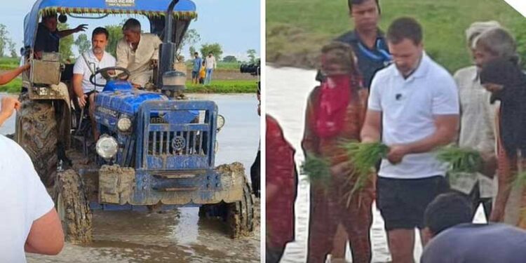 राहुल गांधी अचानक पहुंचे सोनीपत, खेत में किसानों-मजदूरों से की मुलाकात