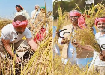 सिर पर गमछा और हाथ में हंसिया लिए खेत में पहुंचे राहुल गांधी