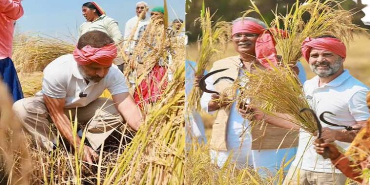 सिर पर गमछा और हाथ में हंसिया लिए खेत में पहुंचे राहुल गांधी