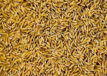 झारखंड सरकार किसानों से 60 लाख क्विंटल धान खरीदेगी