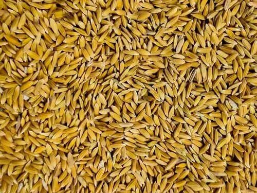 झारखंड सरकार किसानों से 60 लाख क्विंटल धान खरीदेगी