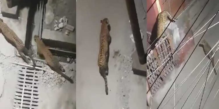 उत्तराखंड के देहरादून में अब एक साथ दिखे तीन गुलदार