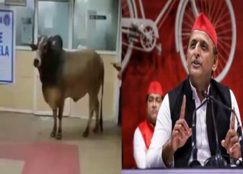 बैंक में घुसा सांड, अखिलेश का तंज