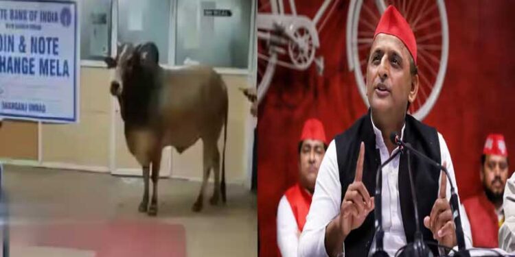 बैंक में घुसा सांड, अखिलेश का तंज