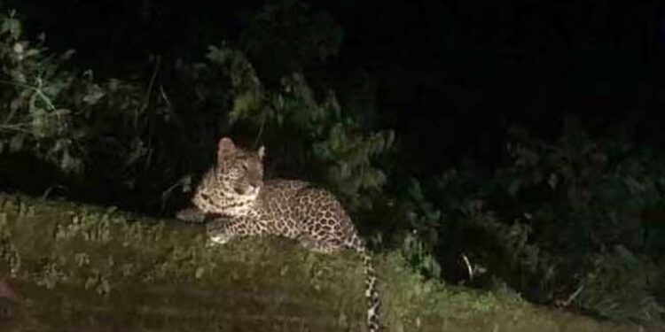 उत्तराखंड में श्रीनगर में गुलदार के आतंक से नाइट कर्फ्यू, लोगों में दहशत