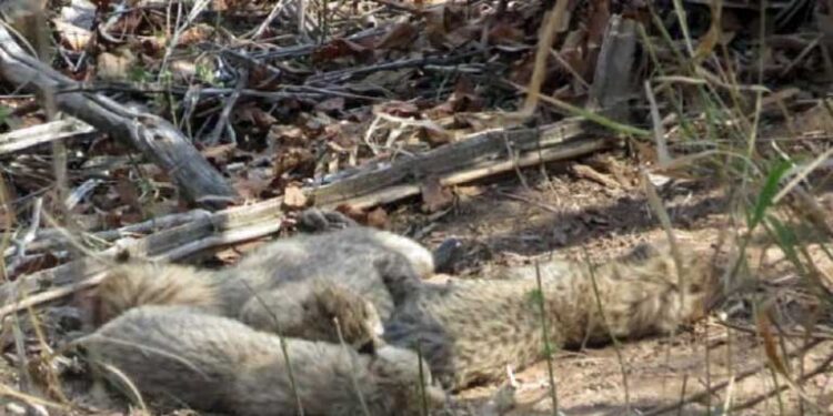 कूनो नेशनल पार्क में चीता ‘गामिनी’ ने 5 बच्चों को दिया जन्म