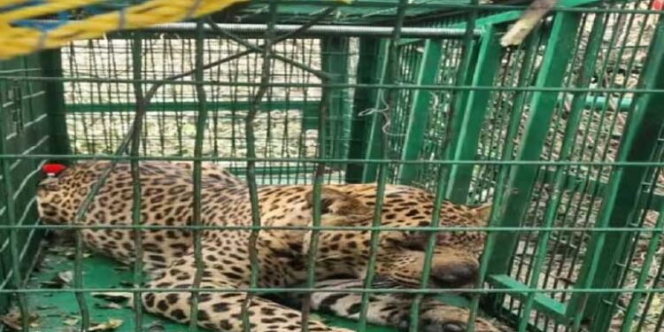 देहरादून में पकड़ा गया आदमखोर तेंदुआ