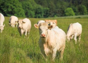 पश्चिमी उत्तर प्रदेश में किसानों के लिए आवारा पशु प्रमुख चुनावी मुद्दा