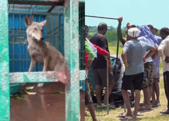 बहराइच में आदमखोर भेड़ियों का आतंक जारी