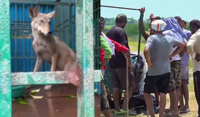 बहराइच में आदमखोर भेड़ियों का आतंक जारी