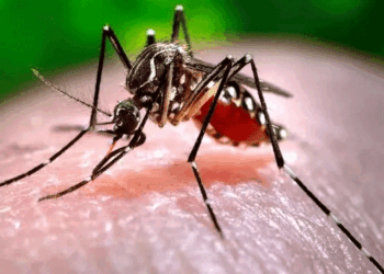दिल्ली में जापानी इंसेफेलाइटिस की दस्तक