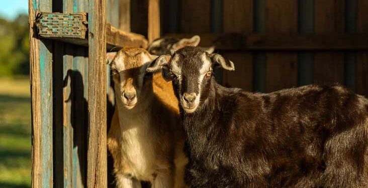 ممبئی کی سوسائٹی میں قربانی کے لیے لائے گئے بکروں پر ہنگامہ