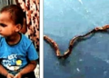 اتر پردیش: تین سالہ بچے نے زندہ سانپ کو چبا کر مار ڈالا