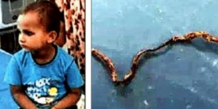 اتر پردیش: تین سالہ بچے نے زندہ سانپ کو چبا کر مار ڈالا