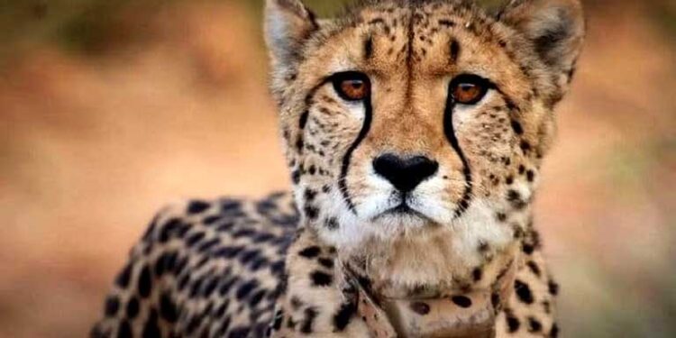 کونو نیشنل پارک میں ساتویں چیتے کی موت سے تشویش