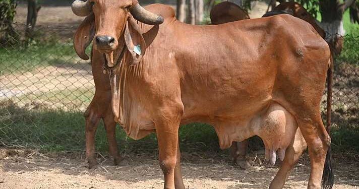 کرناٹک میں غیر قانونی طور پر گائے فروخت کے لیے لے جانے کے الزام میں بی جے پی کارکن سمیت 4گرفتار