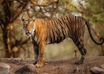 ہندوستان میں شیروں کی آبادی میں اضافہ لیکن خطرات بھی نمایاں