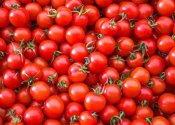 پٹنہ سمیت کئی شہروں میں ٹماٹر 40روپے کلو دستیاب