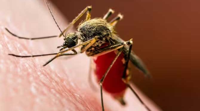 پٹنہ ڈی ایم کے بعد چیف سکریٹری عامرسبحانی ڈینگوکے شکار