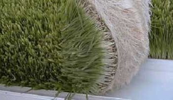 بہار چارہ گھوٹالہ میں 36 ملزمان کو چار سال قید کی سزا