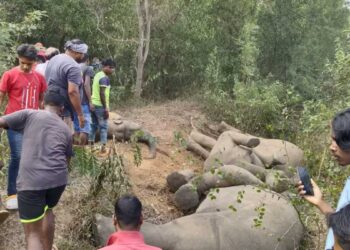 جھارکھنڈ میں کرنٹ لگنے سے پانچ ہاتھیوں کی موت