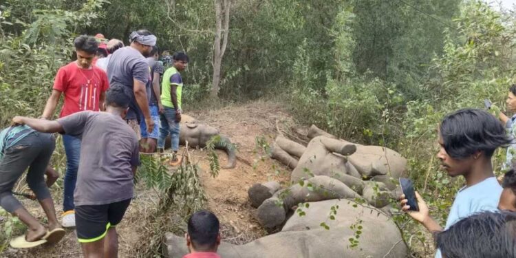 جھارکھنڈ میں کرنٹ لگنے سے پانچ ہاتھیوں کی موت