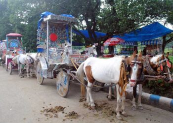 کولکاتا میں بغیر لائسنس والے تانگوں کو ضبط کرنے کاکلکتہ ہائی کورٹ کاحکم