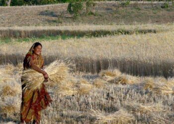 شدت کی سردی نہ پڑنے سے بہار کے کسان فکرمند