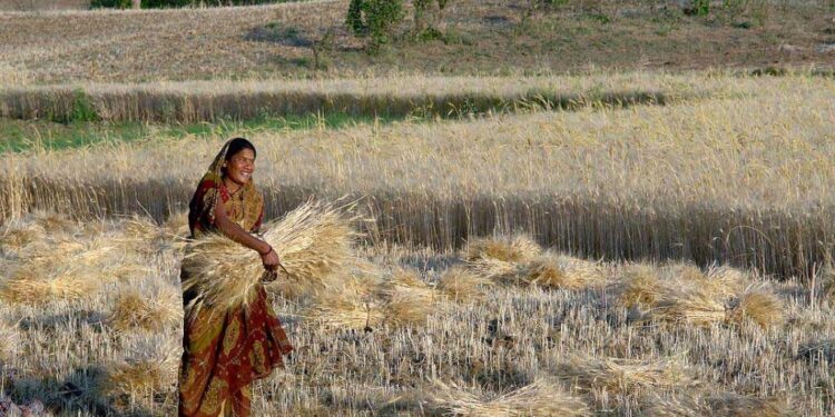 شدت کی سردی نہ پڑنے سے بہار کے کسان فکرمند