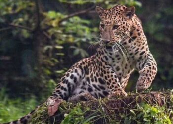 یوپی کے بلرام پور میں پانچ بچے آدم خور چیتے کے شکار