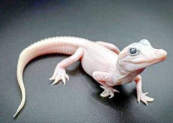 امریکہ میں سفید رنگ کے مگرمچھ کی پیدائش کااعلان