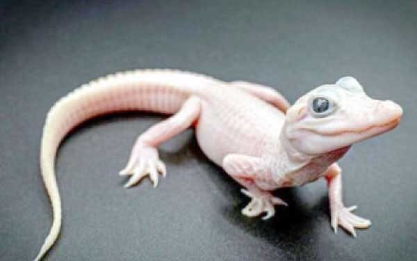 امریکہ میں سفید رنگ کے مگرمچھ کی پیدائش کااعلان