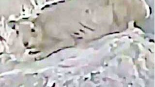 مکہ مکرمہ کے پہاڑوں میں ایک عجیب الخلقت جانور نمودار