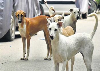 بہار میں کتوں کے کاٹنے کے واقعات میں زبردست اضافہ