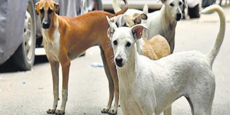 بہار میں کتوں کے کاٹنے کے واقعات میں زبردست اضافہ