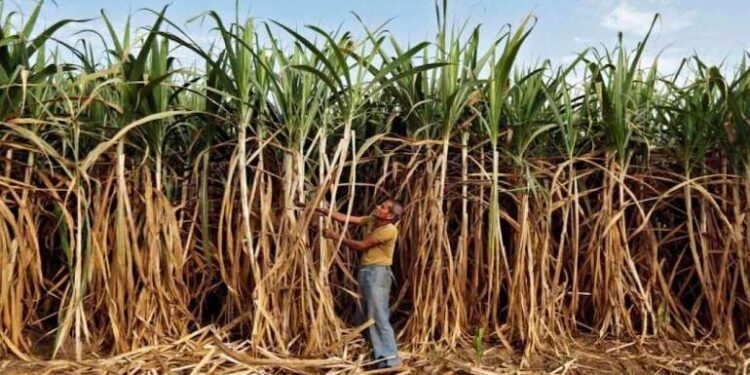 گنے کی ایف آر پی میں 25 روپے کے اضافے کو مرکزکی منظوری