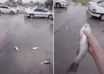 ایران میں آسمانی پانی کے ساتھ مچھلیوں کی بارش