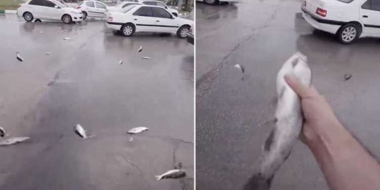 ایران میں آسمانی پانی کے ساتھ مچھلیوں کی بارش