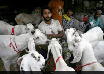 ذبیحہ کی ویڈیوسوشل میڈیا پر وائرل نہ کریں ۔ممبئی پولیس کمشنر