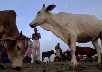 گائے کا گوشت برآمد ہونے کے بعد دو افراد پراین ایس اے نافذ