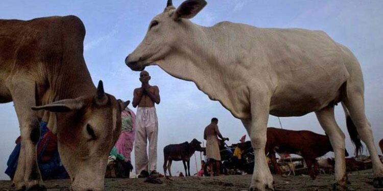 گائے کا گوشت برآمد ہونے کے بعد دو افراد پراین ایس اے نافذ