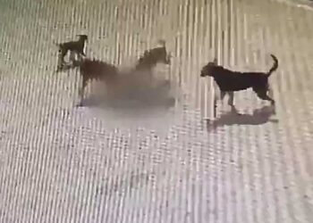 کتوں کے حملے میں 6سالہ بچے کی موت