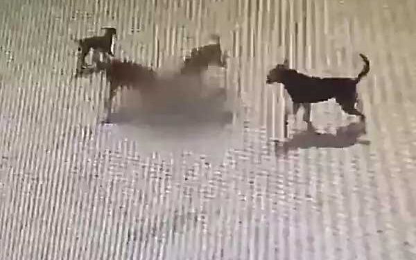 کتوں کے حملے میں 6سالہ بچے کی موت