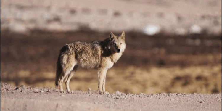 بہرائچ میں آدم خور بھیڑیے کی دہشت برقرار، لگاتار چوتھے دن حملہ، خاتون زخمی