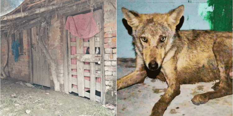 بہرائچ کے بعد  گوپال گنج میں بھی بھیڑیے کا خوف!