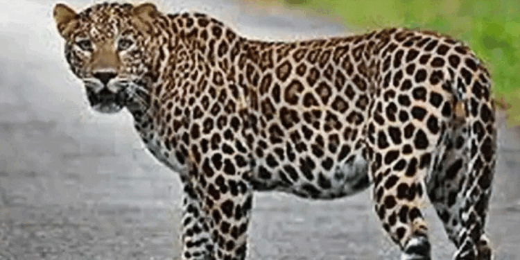 تیندوے کے حملے میں  سات سال کے بچے کی موت