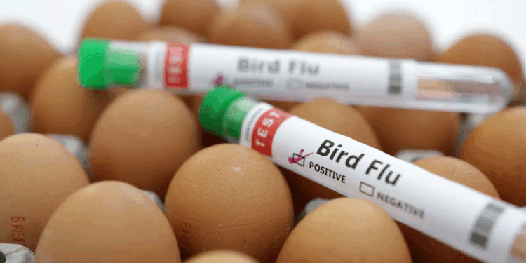 جہان آباد میں برڈ فلو کی تصدیق کے بعد حکام ہائی الرٹ پر