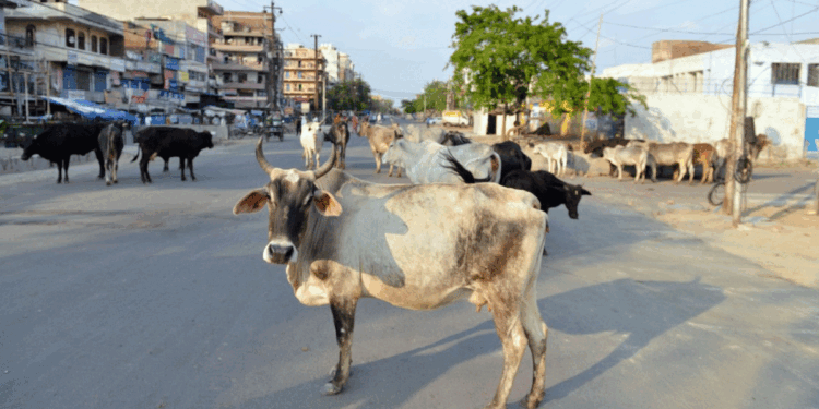 آوارہ مویشیوں کی شکایت کرنے والے شخص کو جوتا میں پیشاب ڈال کر پلایا